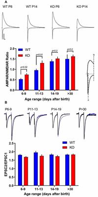 Transient Enhanced GluA2 Expression in Young Hippocampal Neurons of a Fragile X Mouse Model